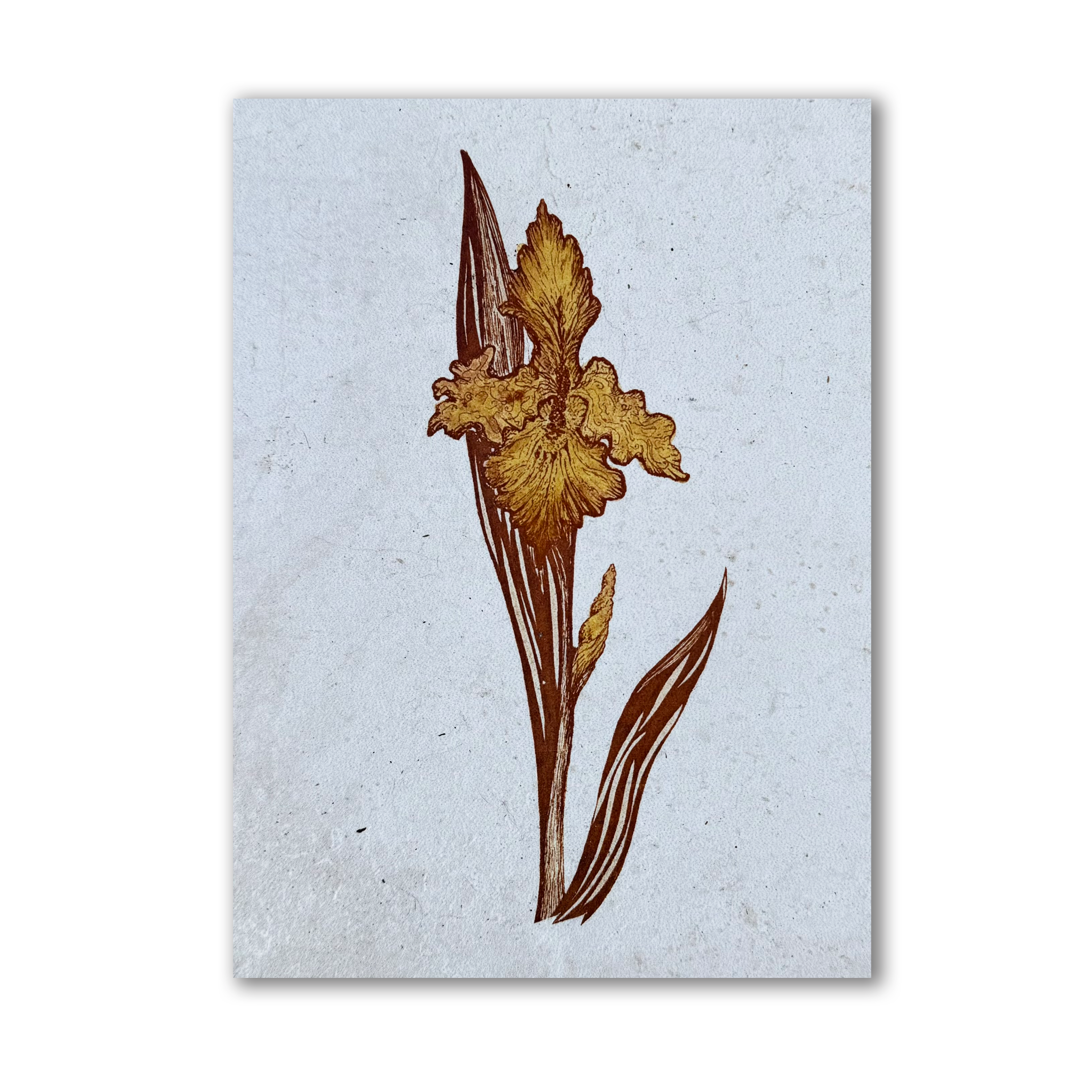 Iris Single | Art Tile